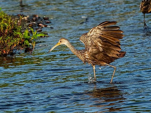 USA-Florida-Sarasota-Myakka River State Park-Wading Bird-Feeding-Limpkin Coastal Print